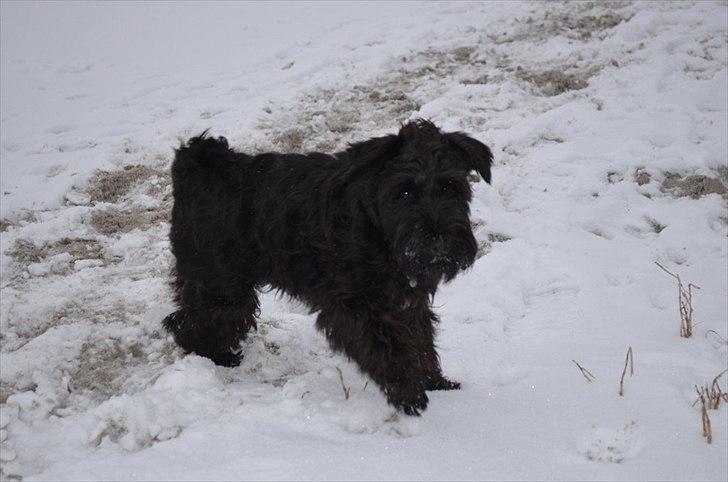 Dvaergschnauzer Hansen - På besøg i Sebber Sund, nyder sneen og den fantastiske udsigt ;) billede 2