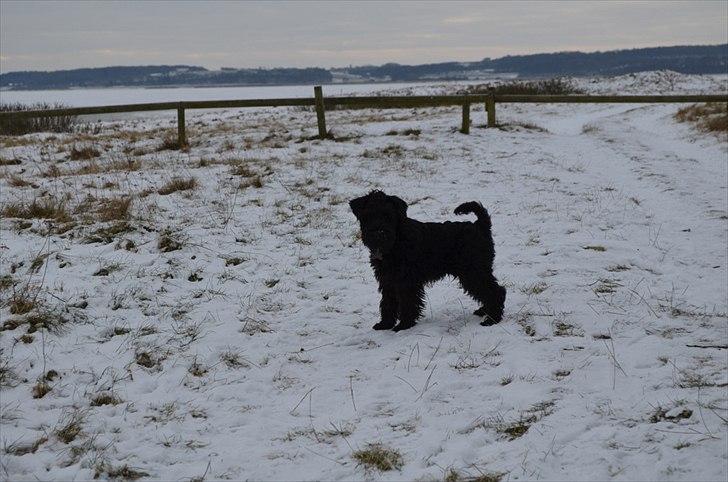 Dvaergschnauzer Hansen - Halløj folkens, jeg står helt herovre, nu går i ikke uden mig vel.. billede 3