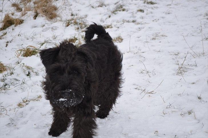 Dvaergschnauzer Hansen - Nej nej og nej, jeg har ikke spist sne.. billede 4