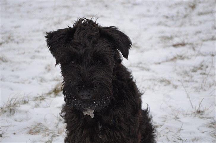 Dvaergschnauzer Hansen - Sidder mit "garn"okay, prøver virkelig at være "street" med hanekam og så'n ;) billede 5