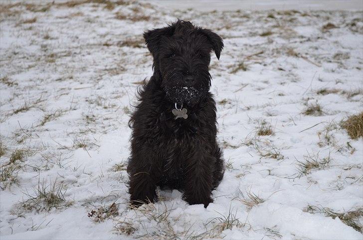 Dvaergschnauzer Hansen - Åhh, NEJ siger jeg jo, jeg har altså ikke spist sne, på ære.... billede 6