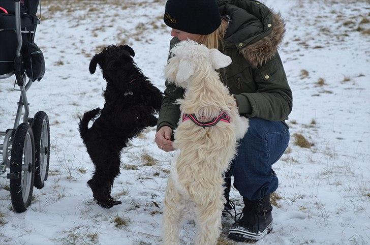 Dvaergschnauzer Hansen - Er bare total hooked på hende Olga, hun er den smukkeste blondine jeg nogensinde har mødt (hun skal blive min) ;) billede 7