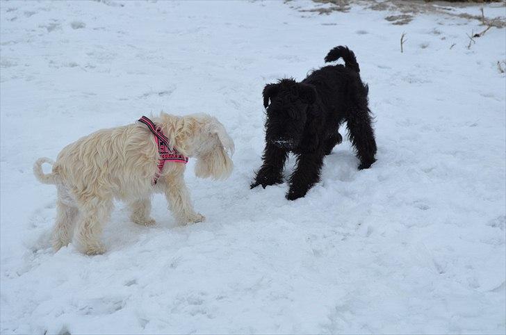 Dvaergschnauzer Hansen - Tjek lige det her ud Olga, kan du ikke se den flotte ring der ligger der ? Den er til dig smukke dame ;);) billede 8