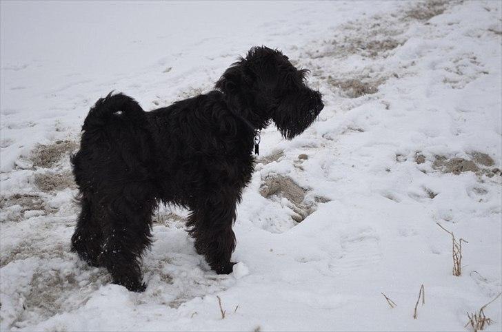 Dvaergschnauzer Hansen - Øv, tror ikke hun var særlig imponeret af mig, jeg må virkelig stramme mig an til næste gang, måske hun har luret jeg kun er 5 mndr ;) billede 9