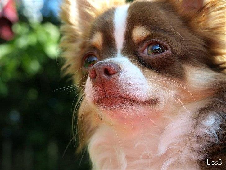 Chihuahua Molte (Himmelhund) - flotte hunde mand.  billede 1