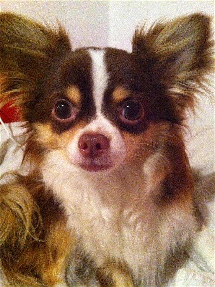 Chihuahua Molte (Himmelhund) - Lyttende Molte.  billede 2