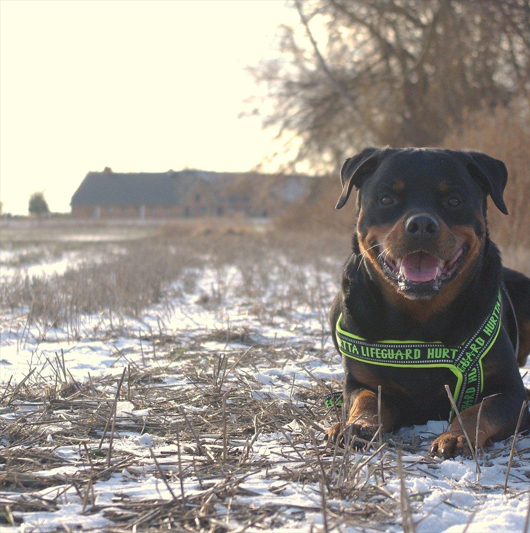 Rottweiler Vom Hause Kanku's Wictor. - 1 Feb 2012 billede 29
