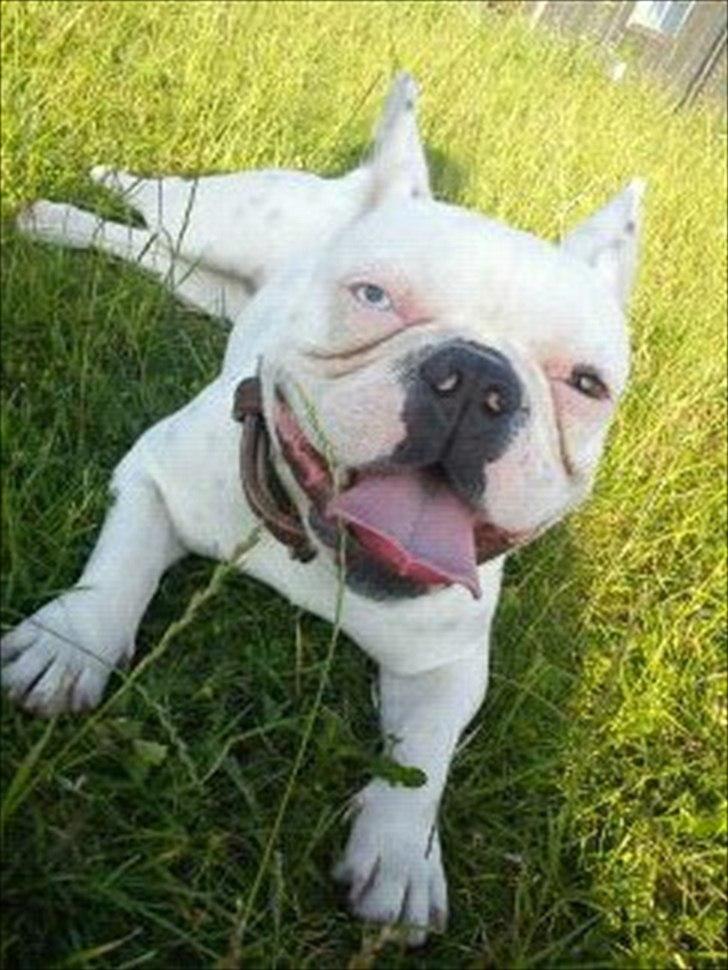 Fransk bulldog Fru Ludvig billede 6