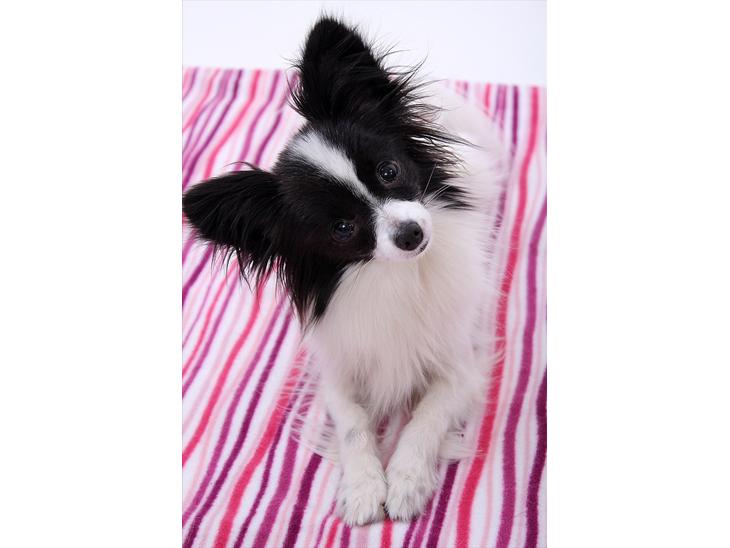 {{currentPhoto.altText}} billede {{currentPhoto.number}}