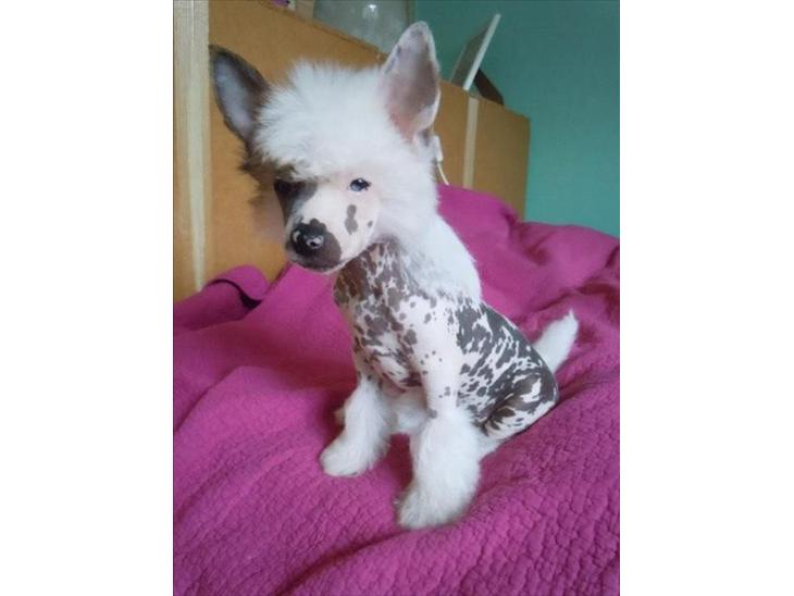 Chinese crested hårløs Stuart billede 1