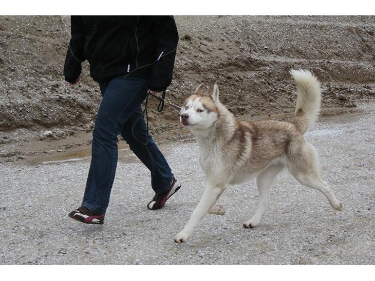 Siberian husky Pocus - 2 år gammel billede 1