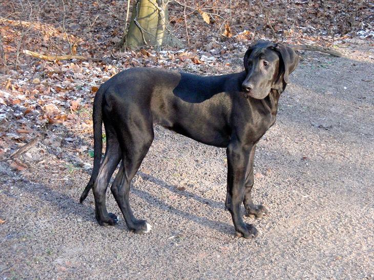 {{currentPhoto.altText}} billede {{currentPhoto.number}}