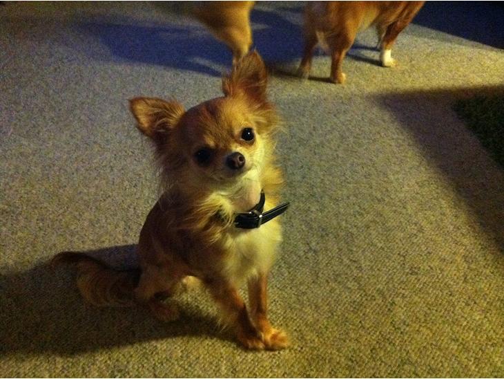 Chihuahua Loui (sir be magic)  - Året 2012 <3 billede 1