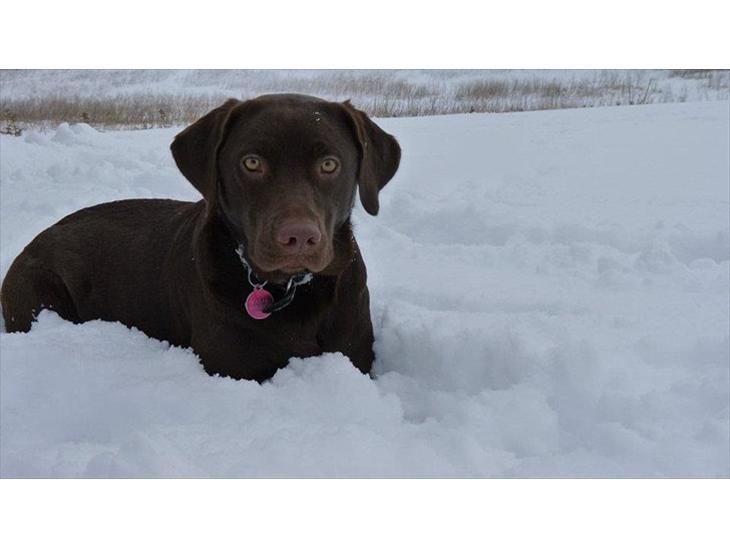 Labrador retriever KASJA * Solgt d.19 - 02 - 2012* - Kasja nyder sneen d. 28/01 - 2012. billede 1