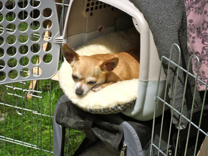 {{currentPhoto.altText}} billede {{currentPhoto.number}}