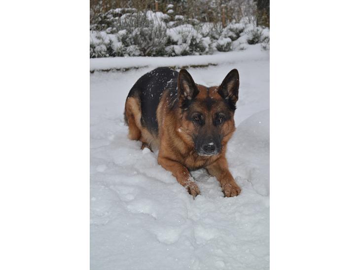 {{currentPhoto.altText}} billede {{currentPhoto.number}}