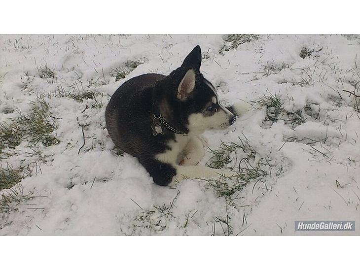 {{currentPhoto.altText}} billede {{currentPhoto.number}}