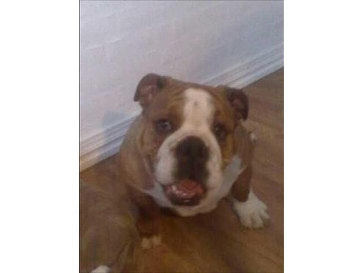 {{currentPhoto.altText}} billede {{currentPhoto.number}}