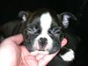 Boston terrier Milo