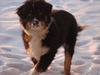 Australian shepherd Godrumgaards Timmy