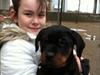 Rottweiler Abby SOLGT [Tidl. hund]