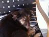 Islandsk fårehund Mille