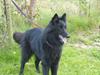 Groenendael Arizona [Tidl. hund]