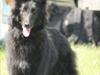 Groenendael Casfan Maika [Tidl. hund]