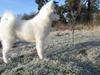 Samojedhund Marli Puttelut Rasmussen [ Himmelhund]
