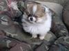 Pomeranian poms parti