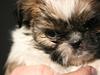 Shih tzu Gizmo ( blue shih tze )