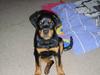 Rottweiler Lady