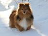 Shetland sheepdog Danbrets Bubbling Mojo