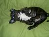 Staffordshire bull terrier Balder