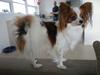 Papillon Kato