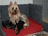 Australian silky terrier Lubi