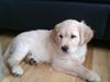 Golden retriever Silas