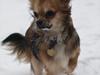 Chihuahua choko