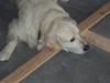Golden retriever Valter