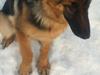 Schæferhund Zara