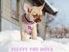 Chihuahua Fluffy The Diiva [Tidl. hund]