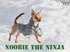 Chihuahua Noobie The Ninja