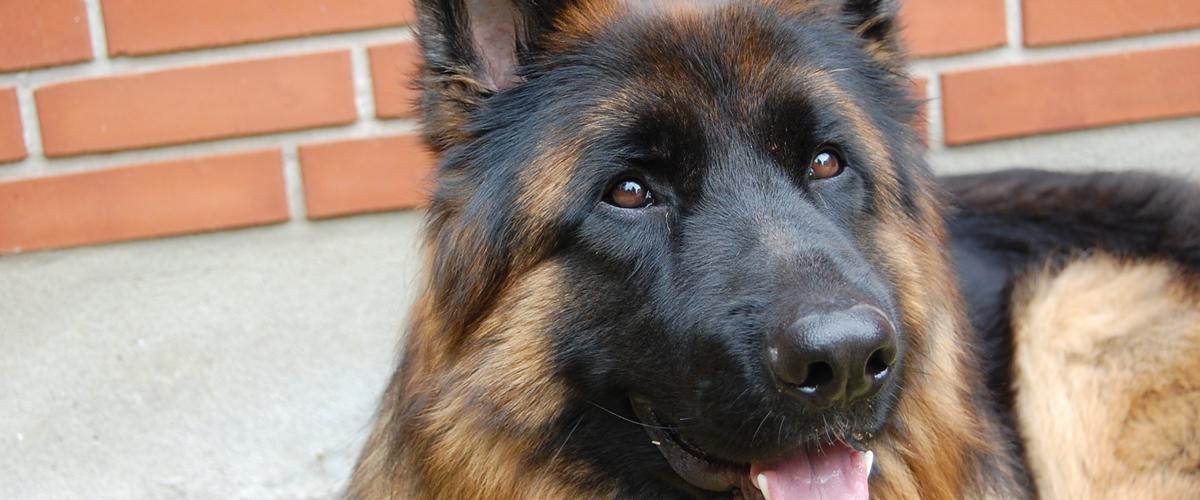 Sch ferhund langh ret Eg en s Bosco sch-ferhund-langh-ret-eg-en-s-bosco