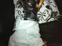 Dvaergpinscher Buddy Budsen