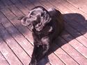 Labrador retriever Tøsen