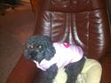 Pudelpointer Puddel hund Freja