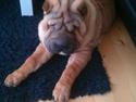 Shar pei Walter