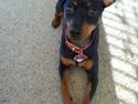 Dvaergpinscher Nellie <3 (Nellie Skovlund Asmussen) :)<3