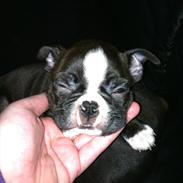 Boston terrier Milo