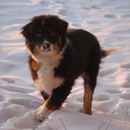 Australian shepherd Godrumgaards Timmy